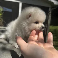 Lili, a female Pomeranian for sale in Charlotte, NC – Photo 5 of 10