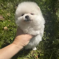 Lili, a female Pomeranian for sale in Charlotte, NC – Photo 7 of 10