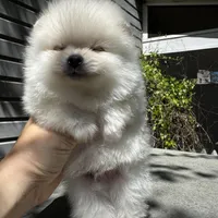 Lili, a female Pomeranian for sale in Charlotte, NC – Photo 3 of 10