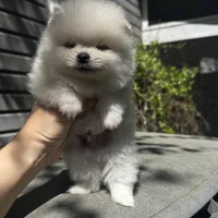 Lili, a female Pomeranian for sale in Charlotte, NC – Photo 9 of 10