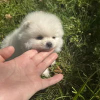 Lili, a female Pomeranian for sale in Charlotte, NC – Photo 10 of 10