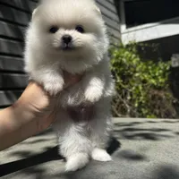 Lili, a female Pomeranian for sale in Charlotte, NC – Photo 8 of 10