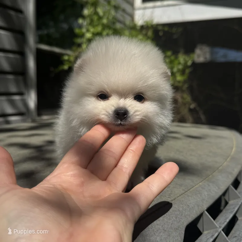 Lili – Pomeranian puppy for sale in Charlotte, NC