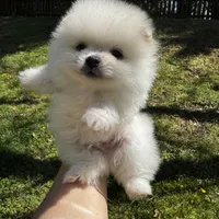 Lili, a female Pomeranian for sale in Charlotte, NC – Photo 1 of 10