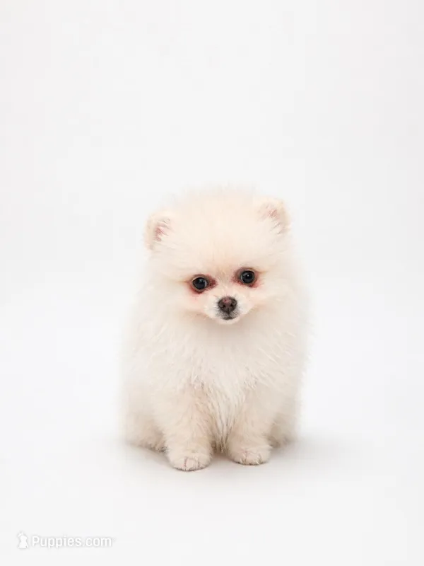 Lili – Pomeranian puppy for sale in Charlotte, NC
