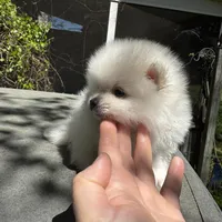 Lili, a female Pomeranian for sale in Charlotte, NC – Photo 4 of 10