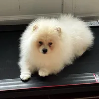 Robi, a male Pomeranian for sale in Charlotte, NC – 2 of 4