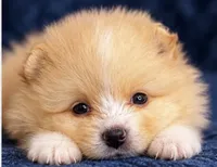 Rishi, a male Pomeranian for sale in Charlotte, NC – 5 of 6