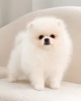 Bela, a female Pomeranian for sale in Charlotte, NC – 2 of 3