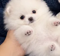 Poli, a female Pomeranian for sale in Charlotte, NC – 4 of 4