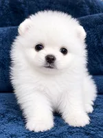 Kiko, a male Pomeranian for sale in Charlotte, NC – 2 of 3