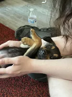 Mesmer, a male German Shepherd Dog and Labrador Retriever for sale in Oklahoma City, OK – 3 of 6