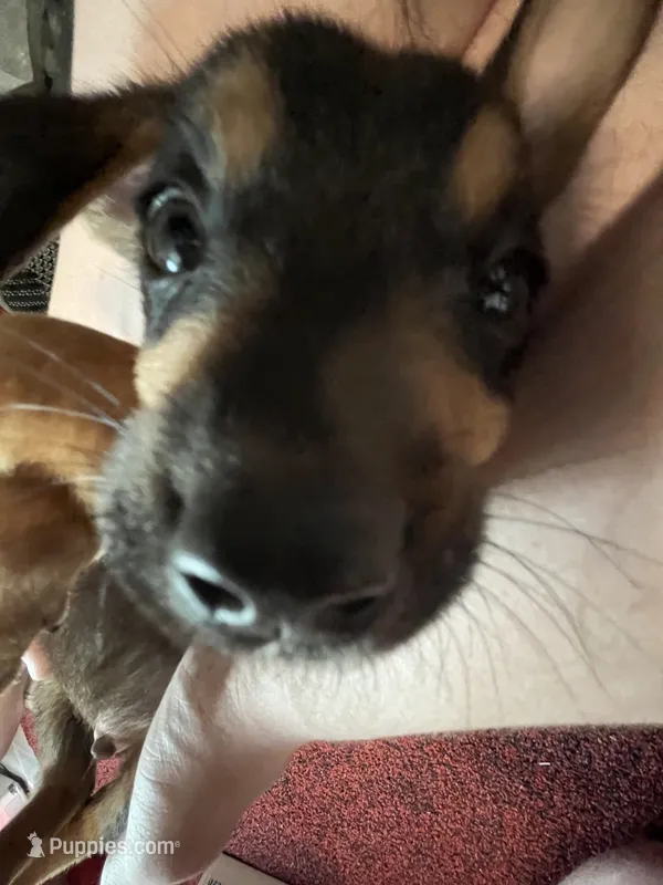 Mesmer – German Shepherd Dog, Labrador Retriever puppy for sale in Oklahoma City, OK