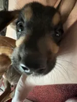 Mesmer, a male German Shepherd Dog and Labrador Retriever for sale in Oklahoma City, OK – 1 of 6