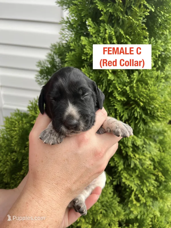 German Shorthaired Pointer FEMALE C – German Shorthaired Pointer puppy for sale in Richlands, NC