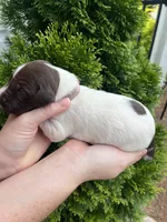 German Shorthaired Pointer FEMALE A (Light Pink Collar), a female German Shorthaired Pointer for sale in Richlands, NC – 4 of 5