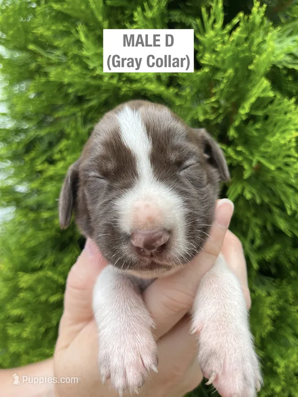 German Shorthaired Pointer MALE D – German Shorthaired Pointer puppy for sale in Richlands, NC