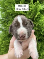 German Shorthaired Pointer MALE D, a male German Shorthaired Pointer for sale in Richlands, NC – 1 of 4