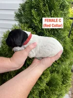 German Shorthaired Pointer FEMALE C, a female German Shorthaired Pointer for sale in Richlands, NC – 4 of 5