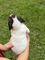 German Shorthaired Pointer FEMALE E, a female German Shorthaired Pointer for sale in Richlands, NC – 5 of 10