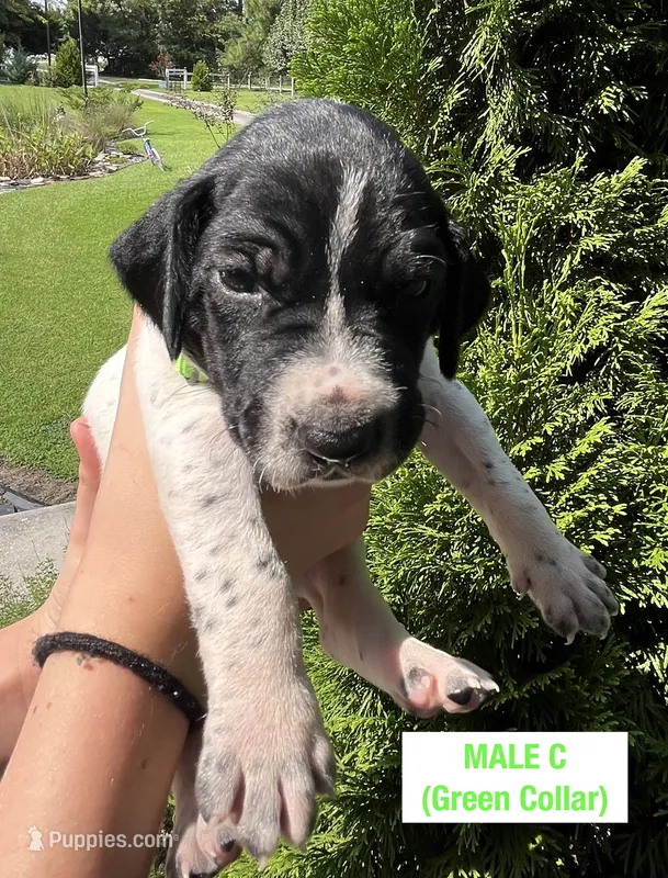 German Shorthaired Pointer MALE C – German Shorthaired Pointer puppy for sale in Richlands, NC