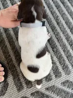 German Shorthaired Pointer MALE D, a male German Shorthaired Pointer for sale in Richlands, NC – 4 of 9