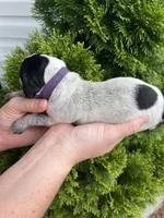German Shorthaired Pointer FEMALE B , a female German Shorthaired Pointer for sale in Richlands, NC – 2 of 3