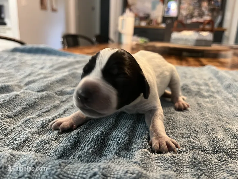 GSP Female A – German Shorthaired Pointer puppy for sale in Richlands, NC