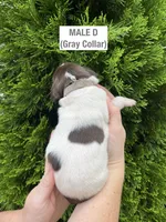 German Shorthaired Pointer MALE D, a male German Shorthaired Pointer for sale in Richlands, NC – 3 of 4