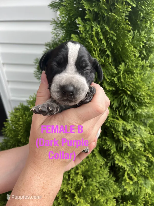 German Shorthaired Pointer FEMALE B  – German Shorthaired Pointer puppy for sale in Richlands, NC