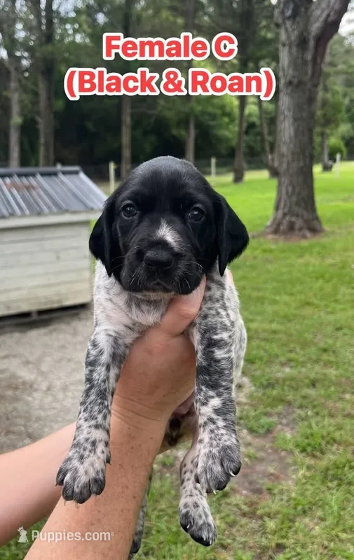 German Shorthaired Pointer FEMALE C – German Shorthaired Pointer puppy for sale in Richlands, NC