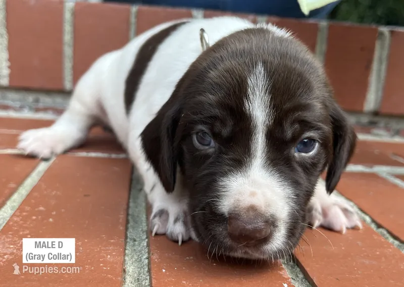 German Shorthaired Pointer MALE D – German Shorthaired Pointer puppy for sale in Richlands, NC