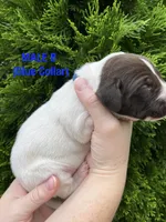 German Shorthaired Pointer MALE B, a male German Shorthaired Pointer for sale in Richlands, NC – 2 of 4
