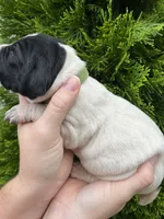 German Shorthaired Pointer MALE C, a male German Shorthaired Pointer for sale in Richlands, NC – 4 of 4