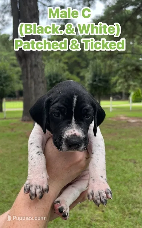 German Shorthaired Pointer MALE C – German Shorthaired Pointer puppy for sale in Richlands, NC
