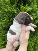 German Shorthaired Pointer MALE D, a male German Shorthaired Pointer for sale in Richlands, NC – 2 of 4