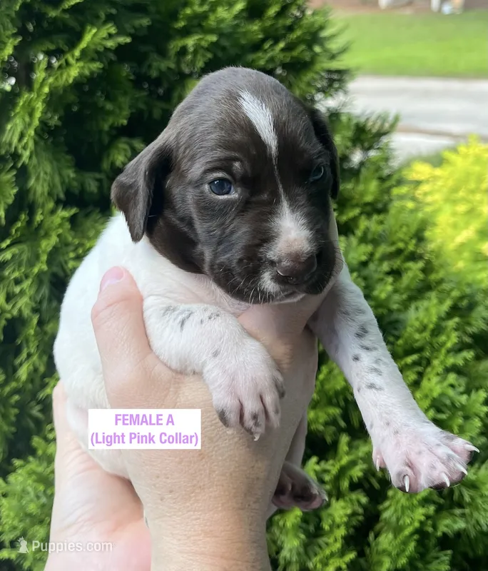 German Shorthaired Pointer FEMALE A (Light Pink Collar) – German Shorthaired Pointer puppy for sale in Richlands, NC