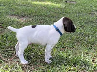 German Shorthaired Pointer MALE B, a male German Shorthaired Pointer for sale in Richlands, NC – 2 of 10