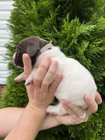 German Shorthaired Pointer MALE D, a male German Shorthaired Pointer for sale in Richlands, NC – 4 of 4