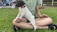 German Shorthaired Pointer FEMALE A (Light Pink Collar), a female German Shorthaired Pointer for sale in Richlands, NC – 1 of 10