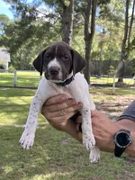 German Shorthaired Pointer MALE B, a male German Shorthaired Pointer for sale in Richlands, NC – 1 of 10