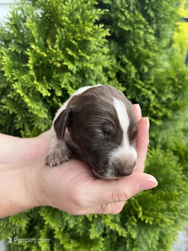 German Shorthaired Pointer FEMALE D  – German Shorthaired Pointer puppy on hold in Richlands, NC