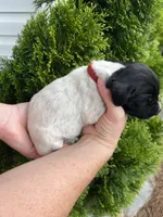 German Shorthaired Pointer FEMALE C, a female German Shorthaired Pointer for sale in Richlands, NC – 2 of 5