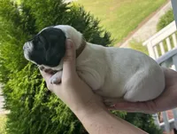 Male A (Brown Collar) , a male German Shorthaired Pointer for sale in Richlands, NC – 4 of 4
