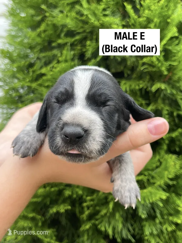 German Shorthaired Pointer MALE E – German Shorthaired Pointer puppy for sale in Richlands, NC