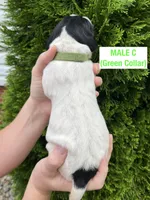 German Shorthaired Pointer MALE C, a male German Shorthaired Pointer for sale in Richlands, NC – 3 of 4