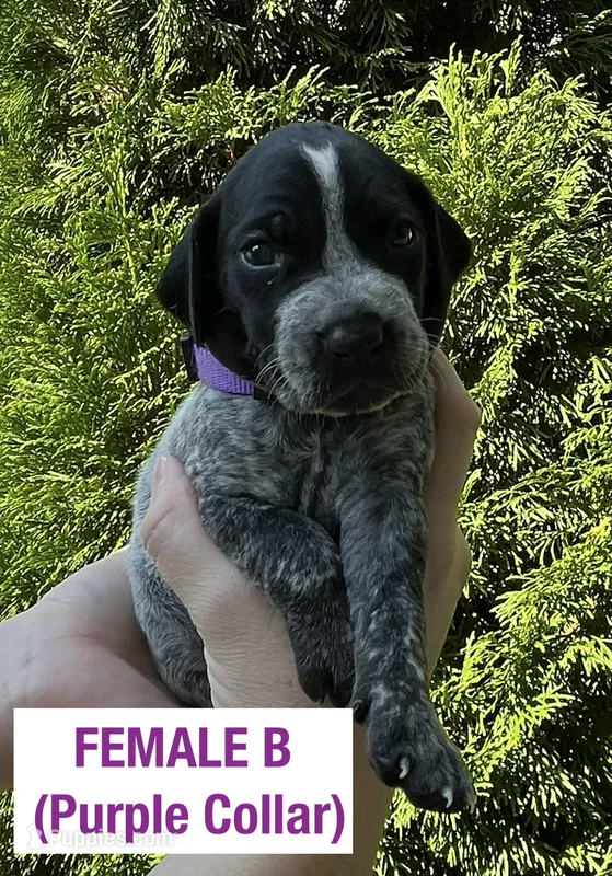 German Shorthaired Pointer FEMALE B  – German Shorthaired Pointer puppy for sale in Richlands, NC