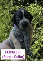 German Shorthaired Pointer FEMALE B , a female German Shorthaired Pointer for sale in Richlands, NC – 1 of 4