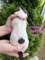 German Shorthaired Pointer FEMALE A (Light Pink Collar), a female German Shorthaired Pointer for sale in Richlands, NC – 2 of 5