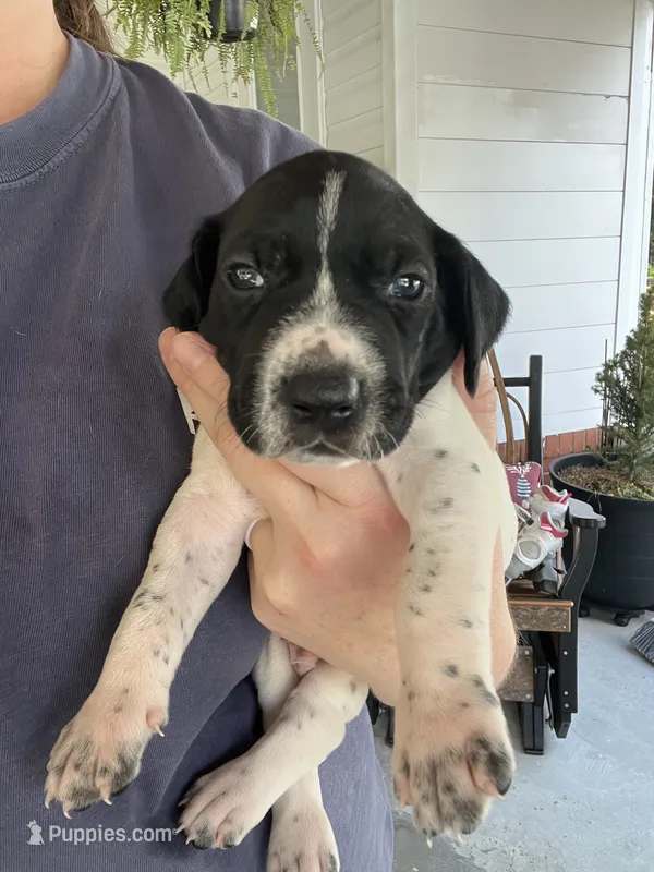 German Shorthaired Pointer MALE C – German Shorthaired Pointer puppy for sale in Richlands, NC